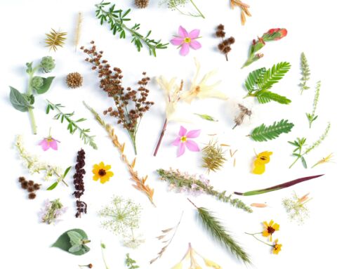 Gut Health – Why does it matter?