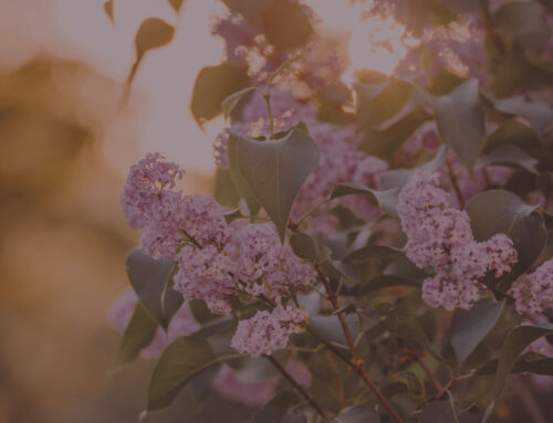 An Ultimate Guide to Collagen