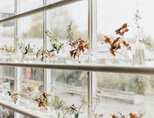 Top 3 Reasons Why You Should Take Echinacea