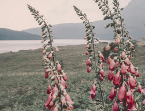 Recovering Your Energy After a Virus