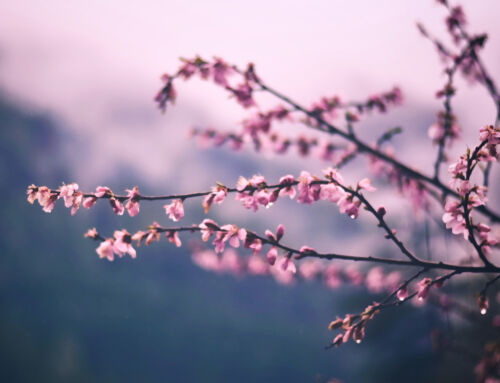 5 Natural Remedies to Supercharge Your Immune System This Winter