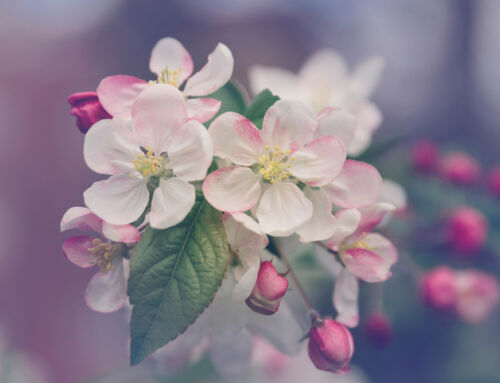 Why do I keep getting Hormonal acne?